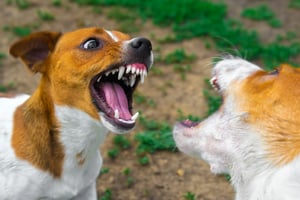 bigstock-Two-Dogs-Are-Fighting-On-The-S-374955709